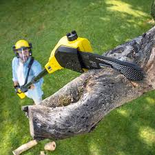 Best Arborist Consultation Services  in Madison, GA