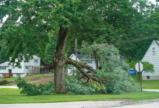 Trusted Madison, GA Tree Removal Experts