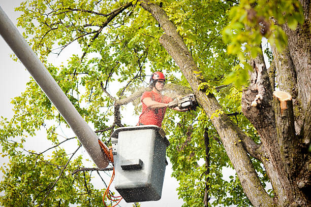 Best Utility Line Clearance  in Madison, GA